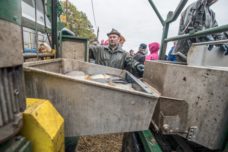 Slavnostní výlov Rožmberku je za námi. Akce přílákala masy lidí
