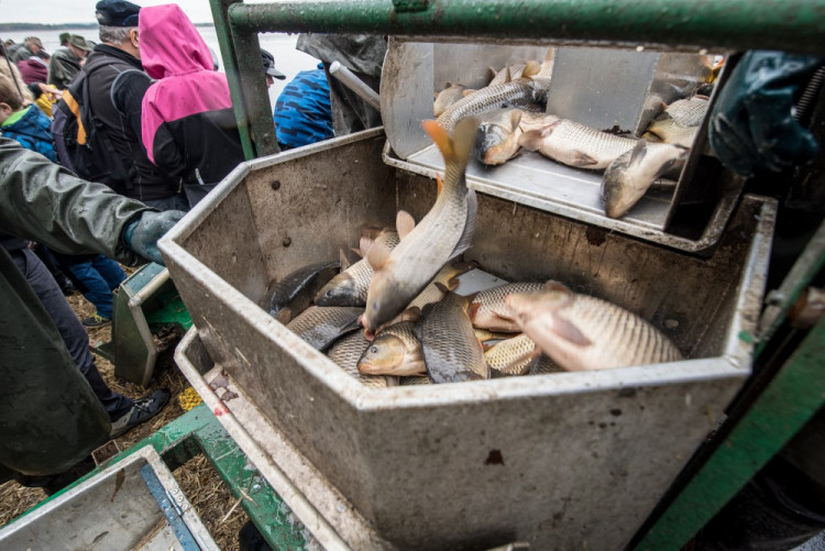 Slavnostní výlov Rožmberku je za námi. Akce přílákala masy lidí