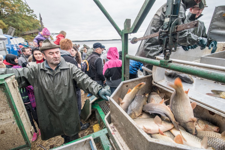 Slavnostní výlov Rožmberku je za námi. Akce přílákala masy lidí