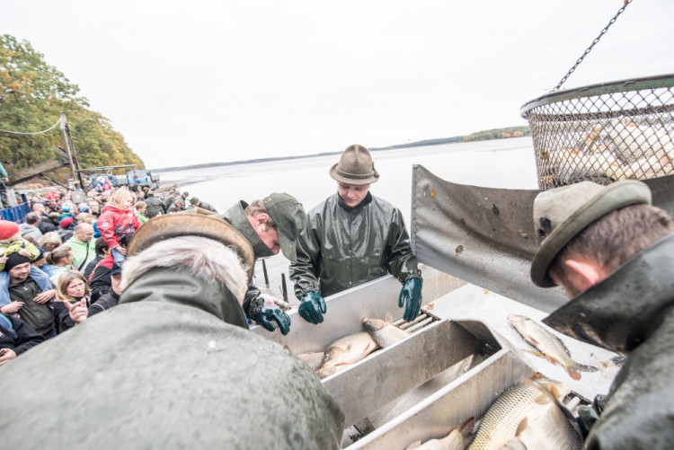 Slavnostní výlov Rožmberku je za námi. Akce přílákala masy lidí