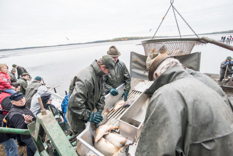 Slavnostní výlov Rožmberku je za námi. Akce přílákala masy lidí