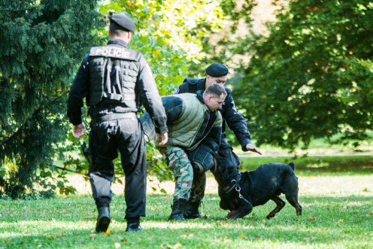 Za Lužánkami se sešly stovky milovníků pejsků, aby pomohly útulkům. Autor: Tomáš Hrivňák