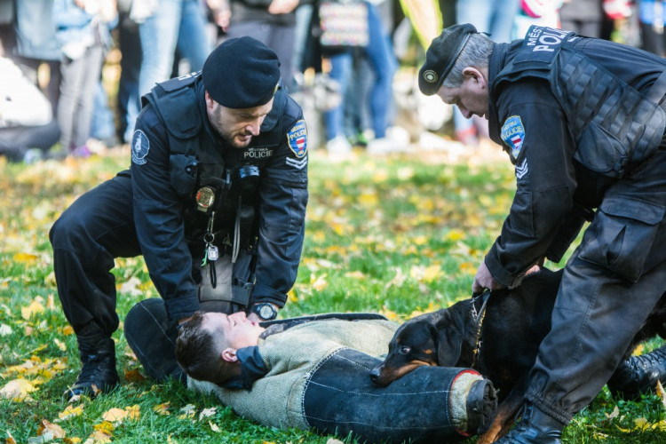 Za Lužánkami se sešly stovky milovníků pejsků, aby pomohly útulkům. Autor: Tomáš Hrivňák