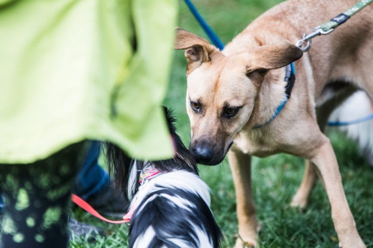 Za Lužánkami se sešly stovky milovníků pejsků, aby pomohly útulkům. Autor: Tomáš Hrivňák