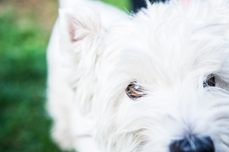 Za Lužánkami se sešly stovky milovníků pejsků, aby pomohly útulkům. Autor: Tomáš Hrivňák