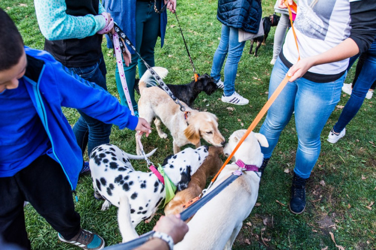 Za Lužánkami se sešly stovky milovníků pejsků, aby pomohly útulkům. Autor: Tomáš Hrivňák