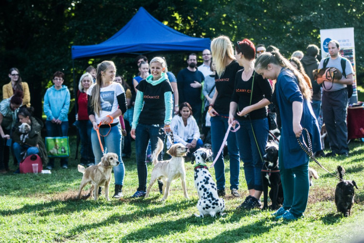 Za Lužánkami se sešly stovky milovníků pejsků, aby pomohly útulkům. Autor: Tomáš Hrivňák