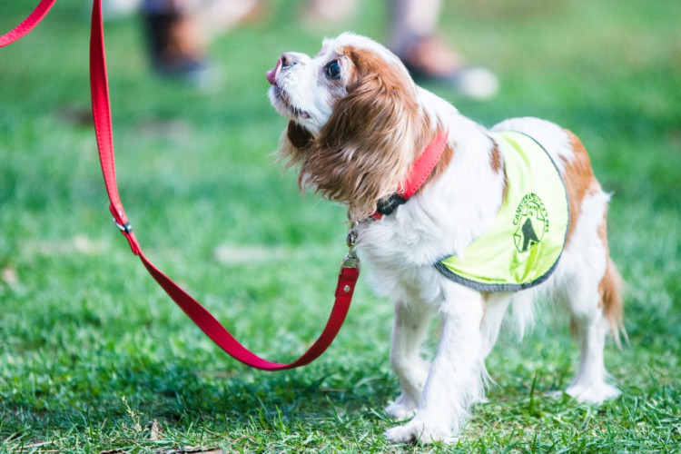 Za Lužánkami se sešly stovky milovníků pejsků, aby pomohly útulkům. Autor: Tomáš Hrivňák