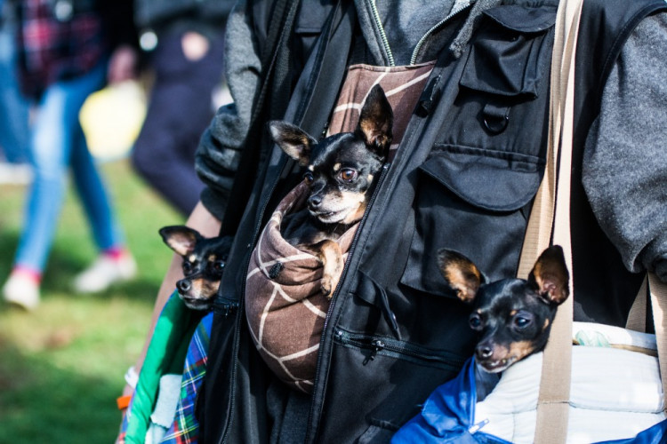 Za Lužánkami se sešly stovky milovníků pejsků, aby pomohly útulkům. Autor: Tomáš Hrivňák