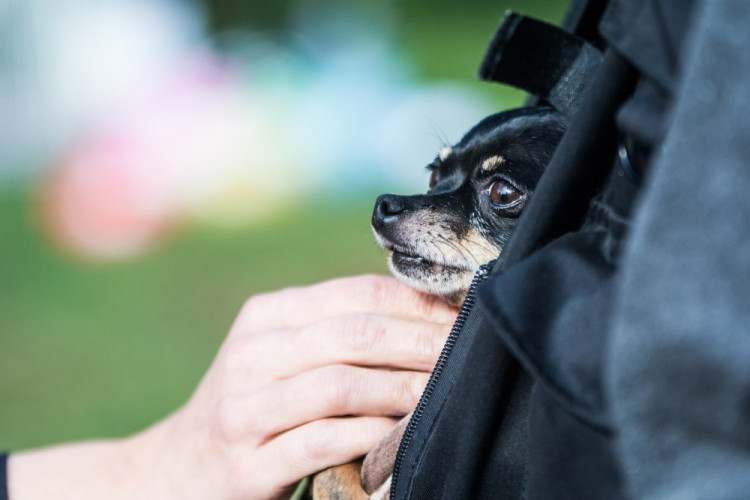 Za Lužánkami se sešly stovky milovníků pejsků, aby pomohly útulkům. Autor: Tomáš Hrivňák
