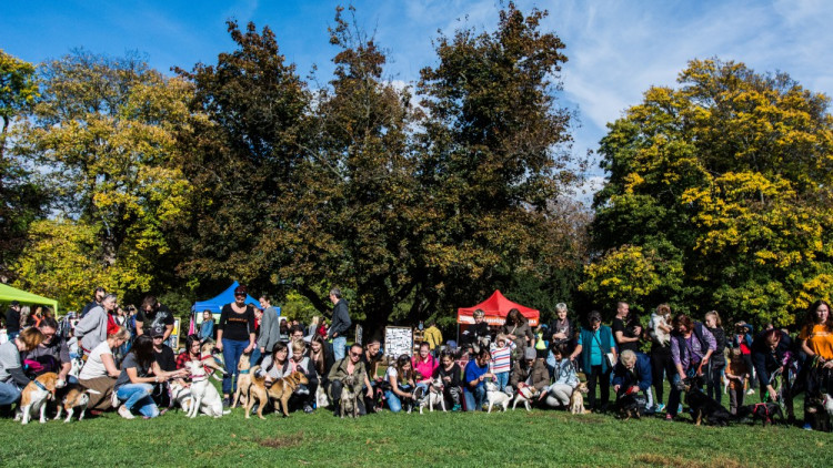 Za Lužánkami se sešly stovky milovníků pejsků, aby pomohly útulkům. Autor: Tomáš Hrivňák
