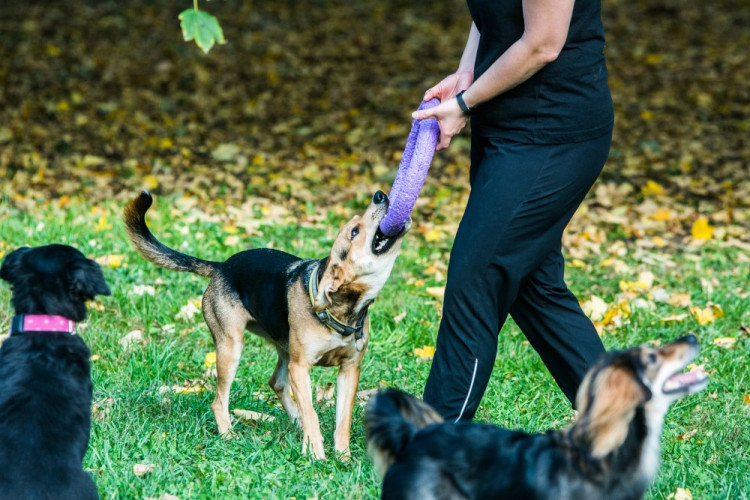 Za Lužánkami se sešly stovky milovníků pejsků, aby pomohly útulkům. Autor: Tomáš Hrivňák