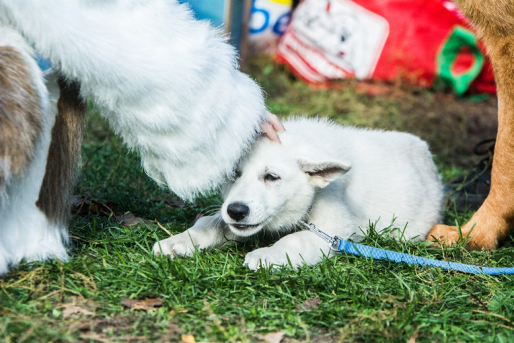 Za Lužánkami se sešly stovky milovníků pejsků, aby pomohly útulkům. Autor: Tomáš Hrivňák