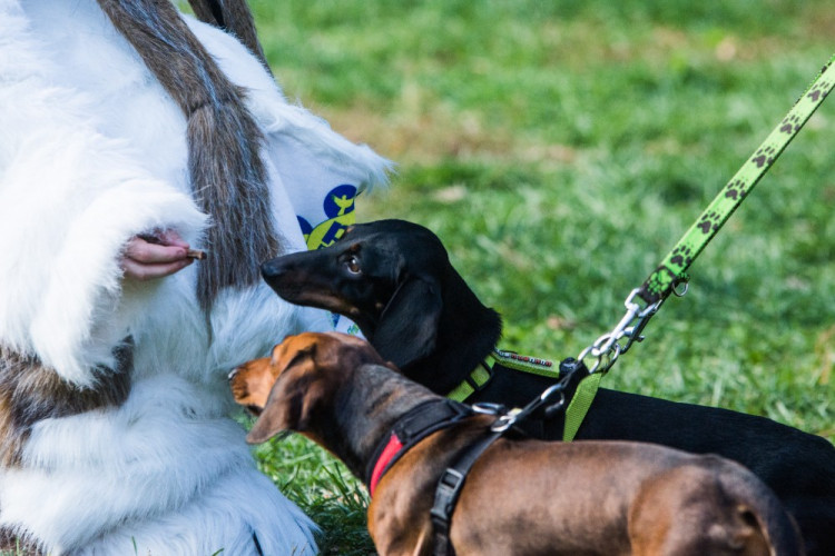 Za Lužánkami se sešly stovky milovníků pejsků, aby pomohly útulkům. Autor: Tomáš Hrivňák