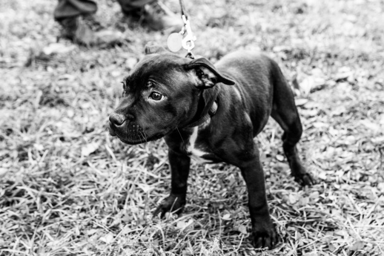 Za Lužánkami se sešly stovky milovníků pejsků, aby pomohly útulkům. Autor: Tomáš Hrivňák