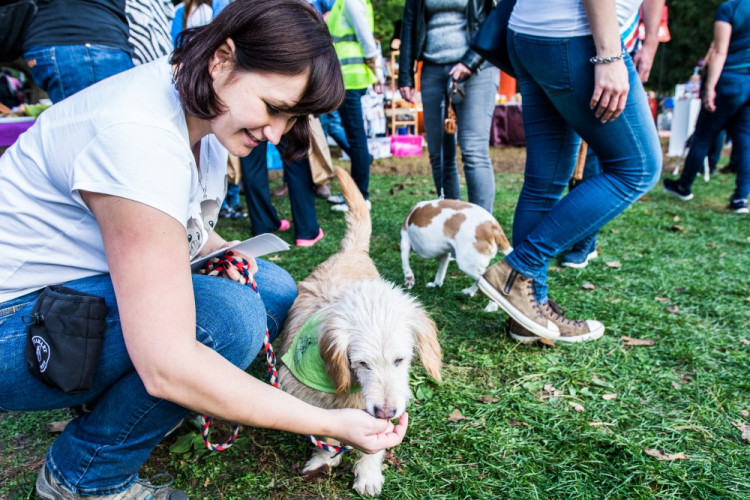 Za Lužánkami se sešly stovky milovníků pejsků, aby pomohly útulkům. Autor: Tomáš Hrivňák