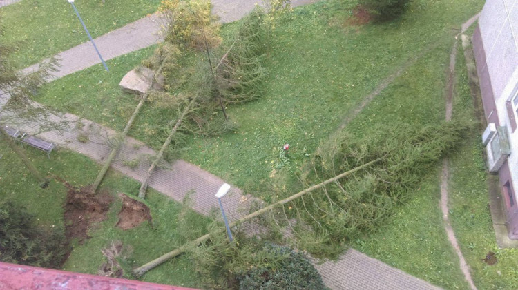 Popadané stromy na sídlišti Rochlice
