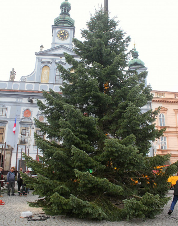 Usazování vánočního stromu na budějcké náměstí