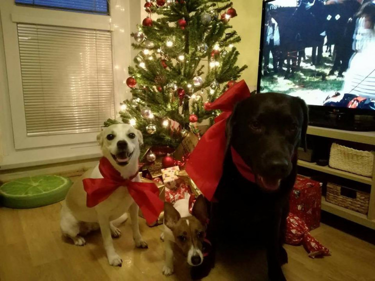 Vánoční stromečky 2017