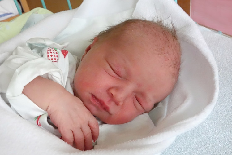 Krejcarová Berenika