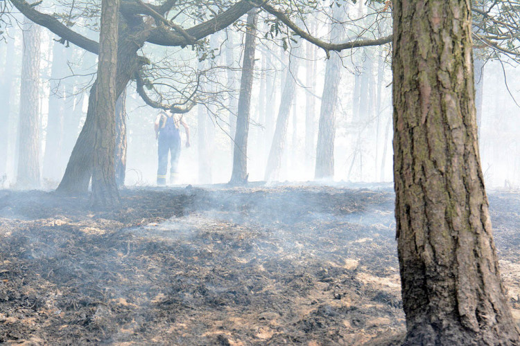 Požár lesa u obce Korce na Českolipsku