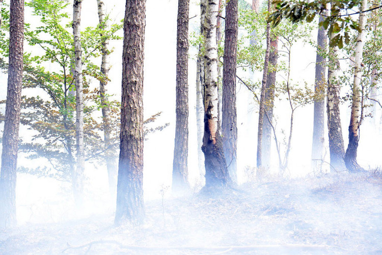 Požár lesa u obce Korce na Českolipsku