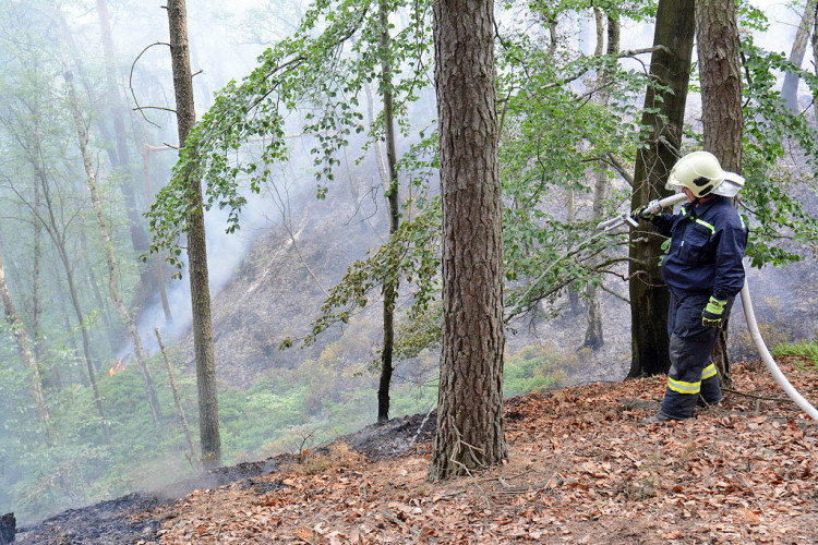 Požár lesa u obce Korce na Českolipsku