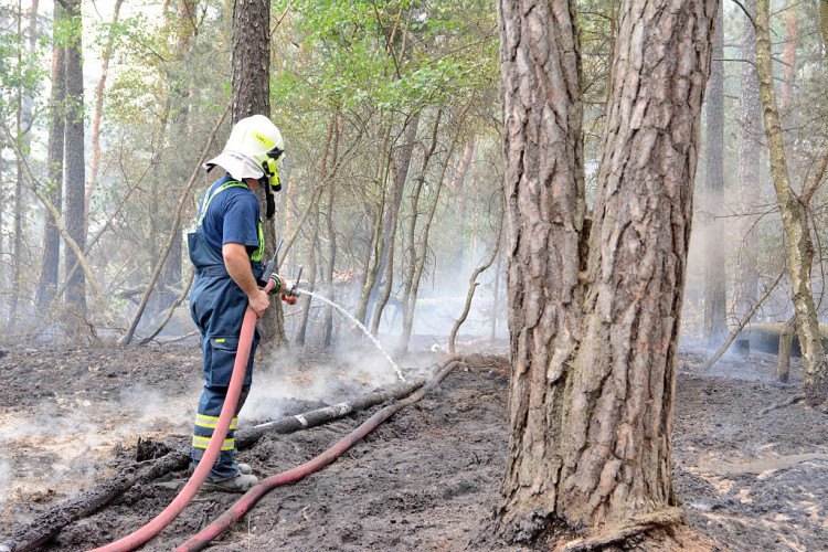 Požár lesa u obce Korce na Českolipsku