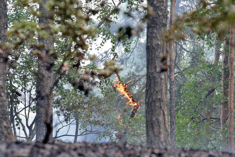 Požár lesa u obce Korce na Českolipsku
