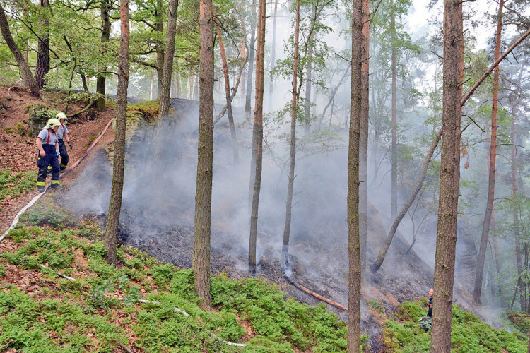 Požár lesa u obce Korce na Českolipsku