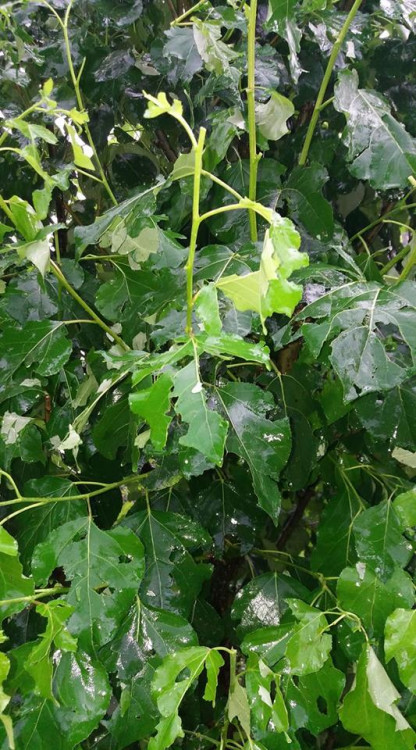 Přívalové deště na Vysočině, červen 2018