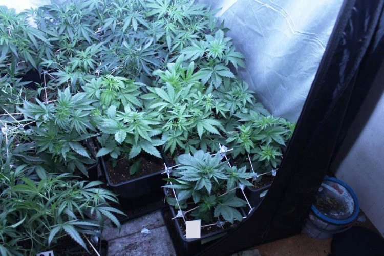 Zajištěna byla také velmi sofistikovaně sestavedná indoor pěstírna konopí.