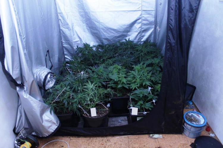 Zajištěna byla také velmi sofistikovaně sestavedná indoor pěstírna konopí.