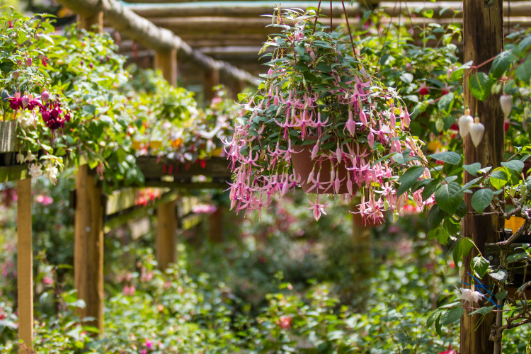 Fuchsie výstava Liberec 2018 Jiří Plachý