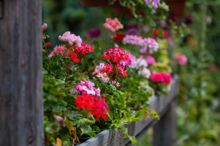 Fuchsie výstava Liberec 2018 Jiří Plachý