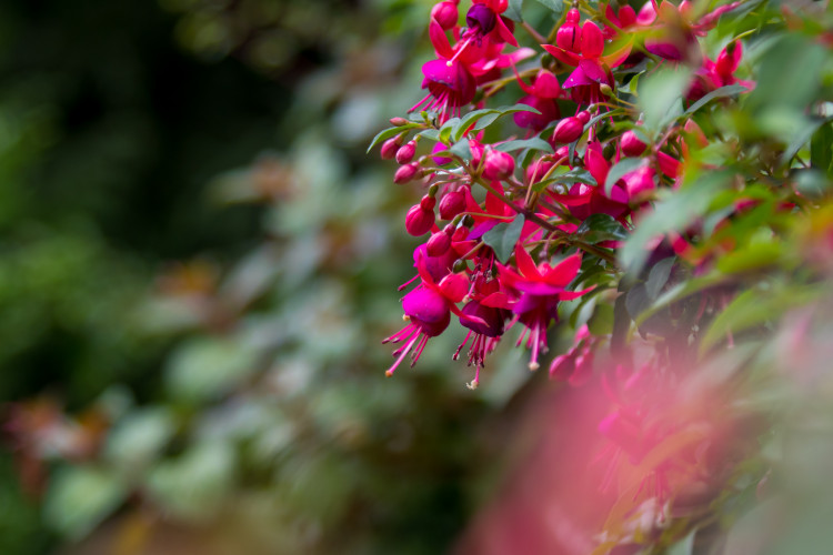 Fuchsie výstava Liberec 2018 Jiří Plachý