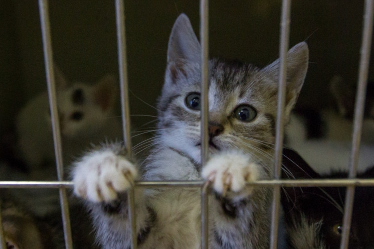 Foto z kočičího depozitu