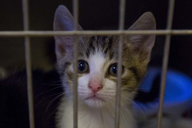 Foto z kočičího depozitu