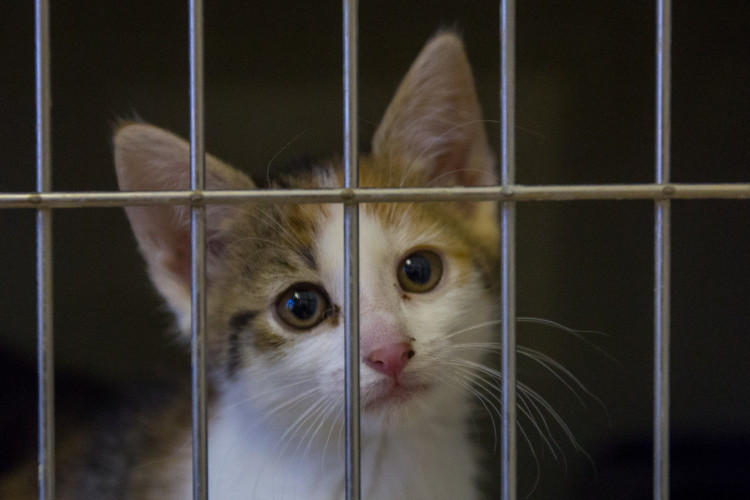 Foto z kočičího depozitu