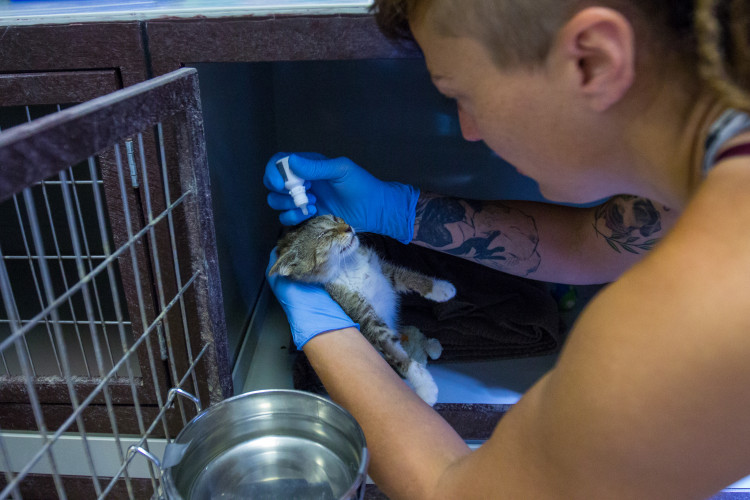 Foto z kočičího depozitu