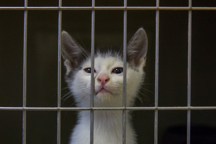 Foto z kočičího depozitu