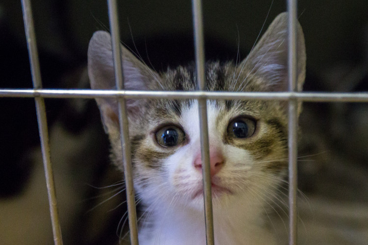 Foto z kočičího depozitu