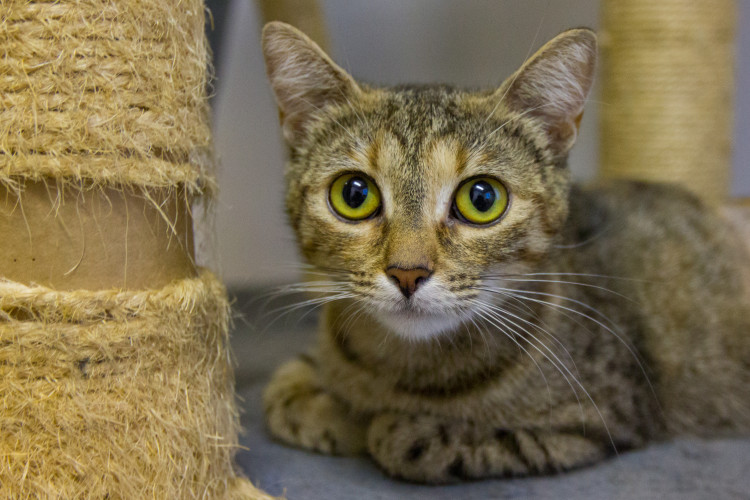 Foto z kočičího depozitu