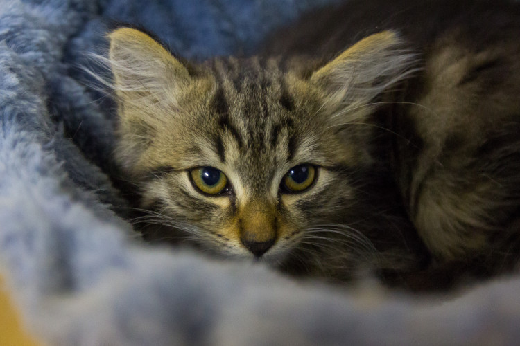 Foto z kočičího depozitu