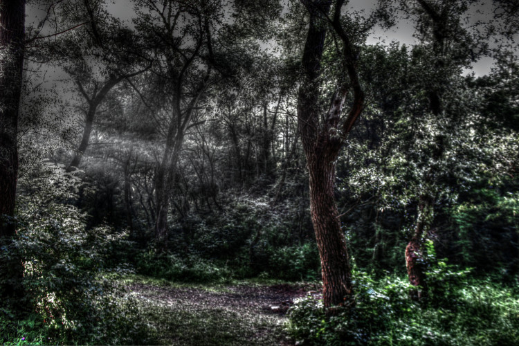 Vyšetřování v rumunském strašidelném lese Hoia Baciu přineslo výsledky