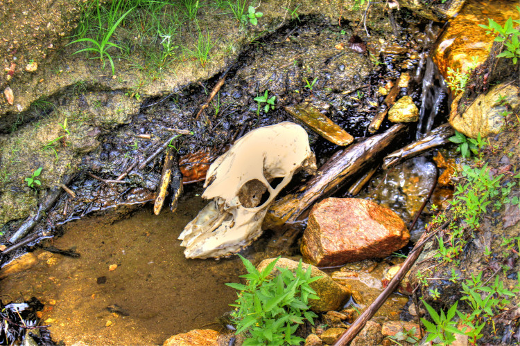 Vyšetřování v rumunském strašidelném lese Hoia Baciu přineslo výsledky