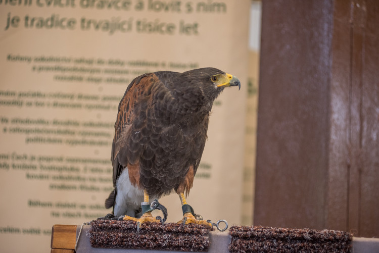 Agrosalon Země živitelka 2018
