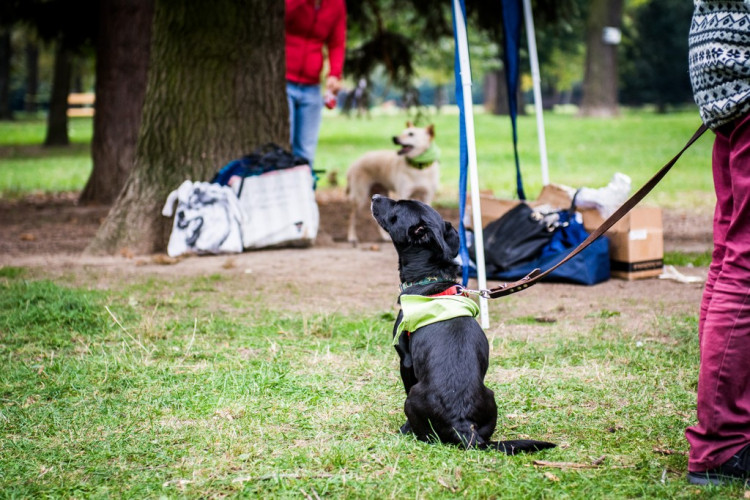 Chcete nás? Umisťovací výstava psů v Lužánkách 2018, autor: Tomáš Hrivňák