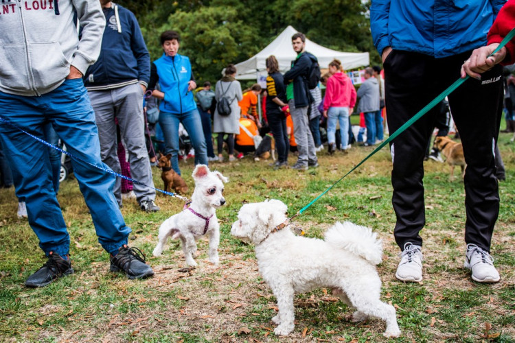 Chcete nás? Umisťovací výstava psů v Lužánkách 2018, autor: Tomáš Hrivňák