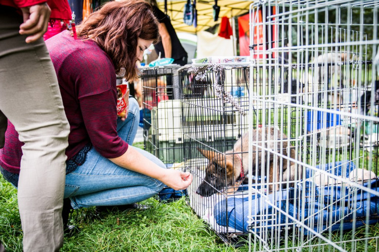 Chcete nás? Umisťovací výstava psů v Lužánkách 2018, autor: Tomáš Hrivňák
